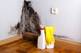 Best Comprehensive Air Testing for Mold Contaminants  in Mountain Home, ID